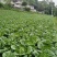 《黄心白菜》湖北白菜黄心大白菜基地直发全国发货