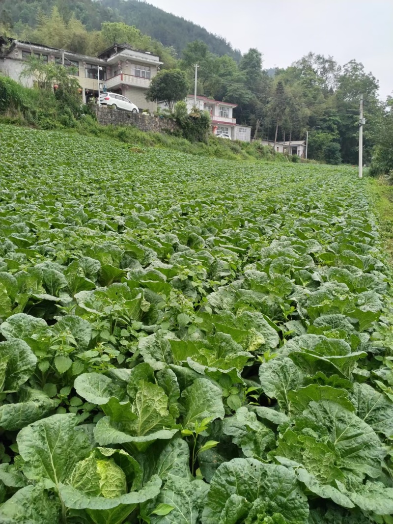 《黄心白菜》湖北白菜黄心大白菜基地直发全国发货