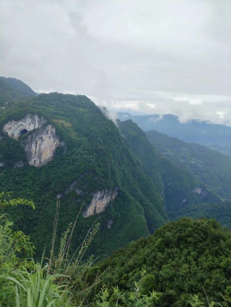 恩施大山深处老树皮无硫原生态正品黄柏皮