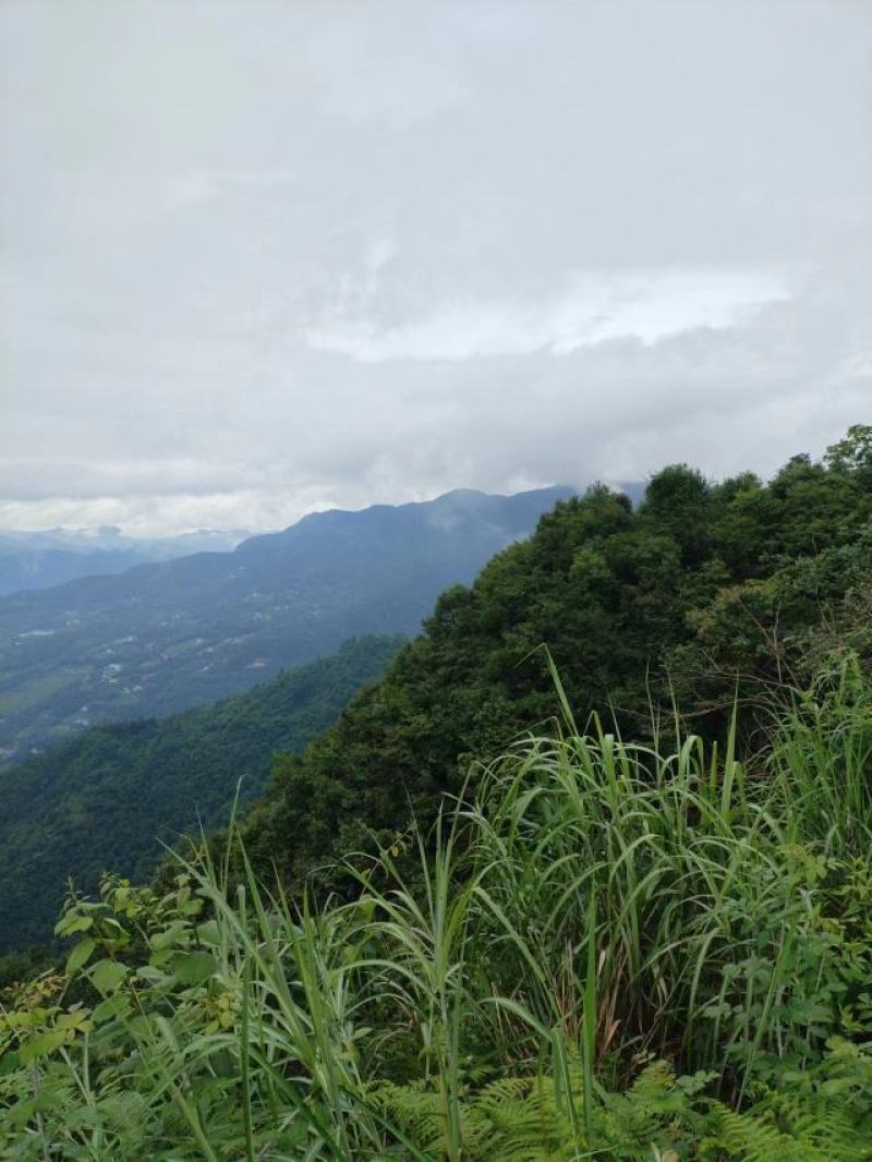 恩施大山深处老树皮无硫原生态正品黄柏皮
