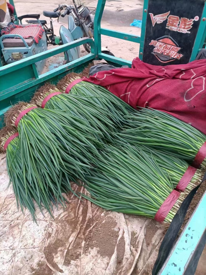 【推荐】精品刚葱产地直发一手货源品质保证量大优惠