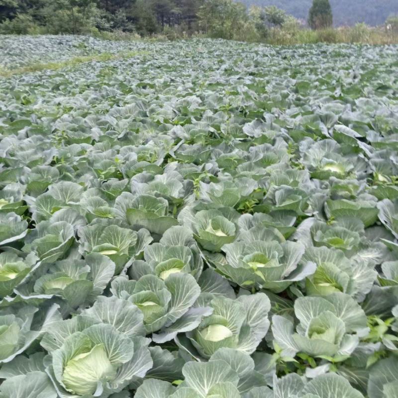 《圆包菜》湖北甘蓝绿甘蓝奥奇娜货源稳定代发全国市场