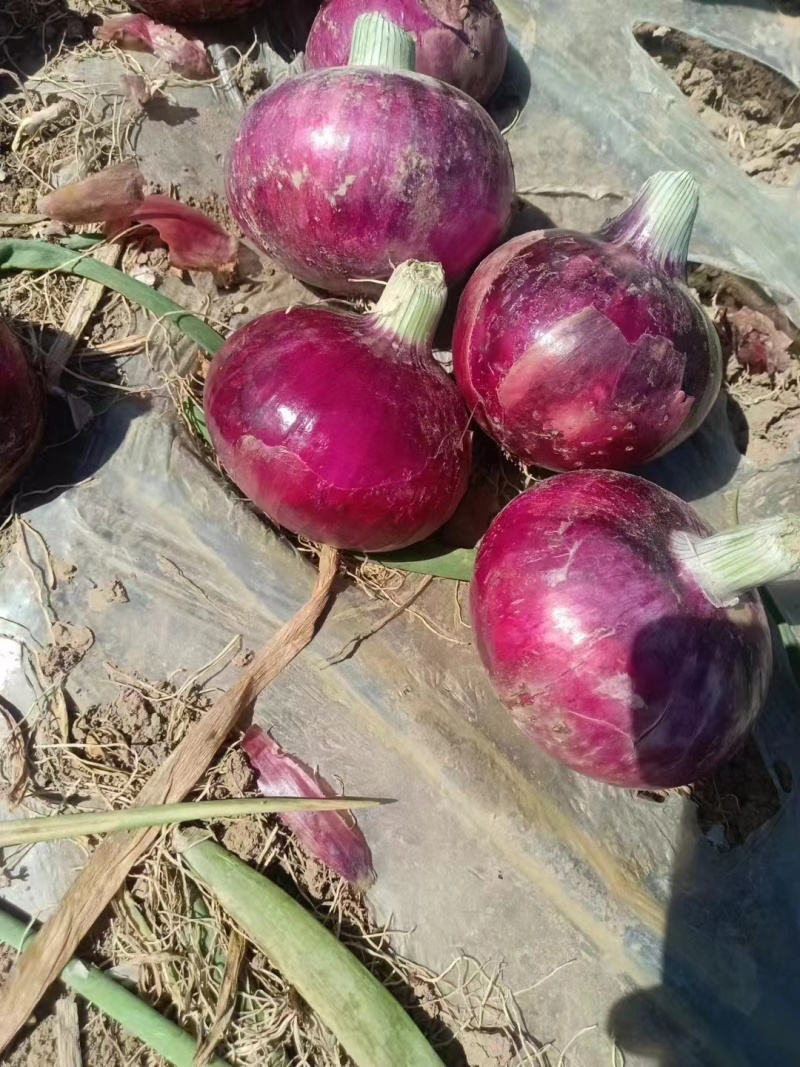 各种洋葱大量上市