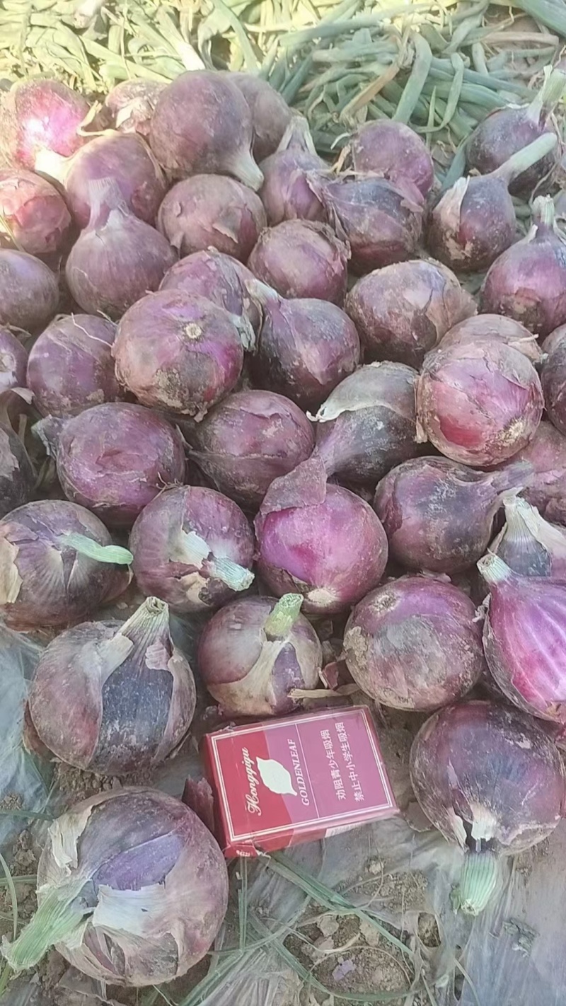 各种洋葱大量上市
