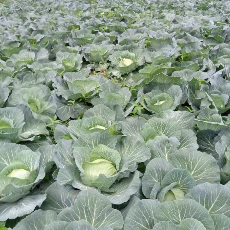 《扁包菜》湖北甘蓝，湖北扁包菜，对接商超批发商线下档口