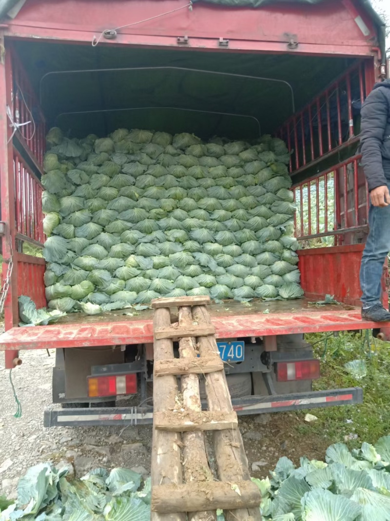《扁包菜》湖北甘蓝，湖北扁包菜，对接商超批发商线下档口