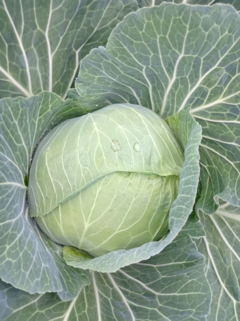《扁包菜》湖北甘蓝，湖北扁包菜，对接商超批发商线下档口