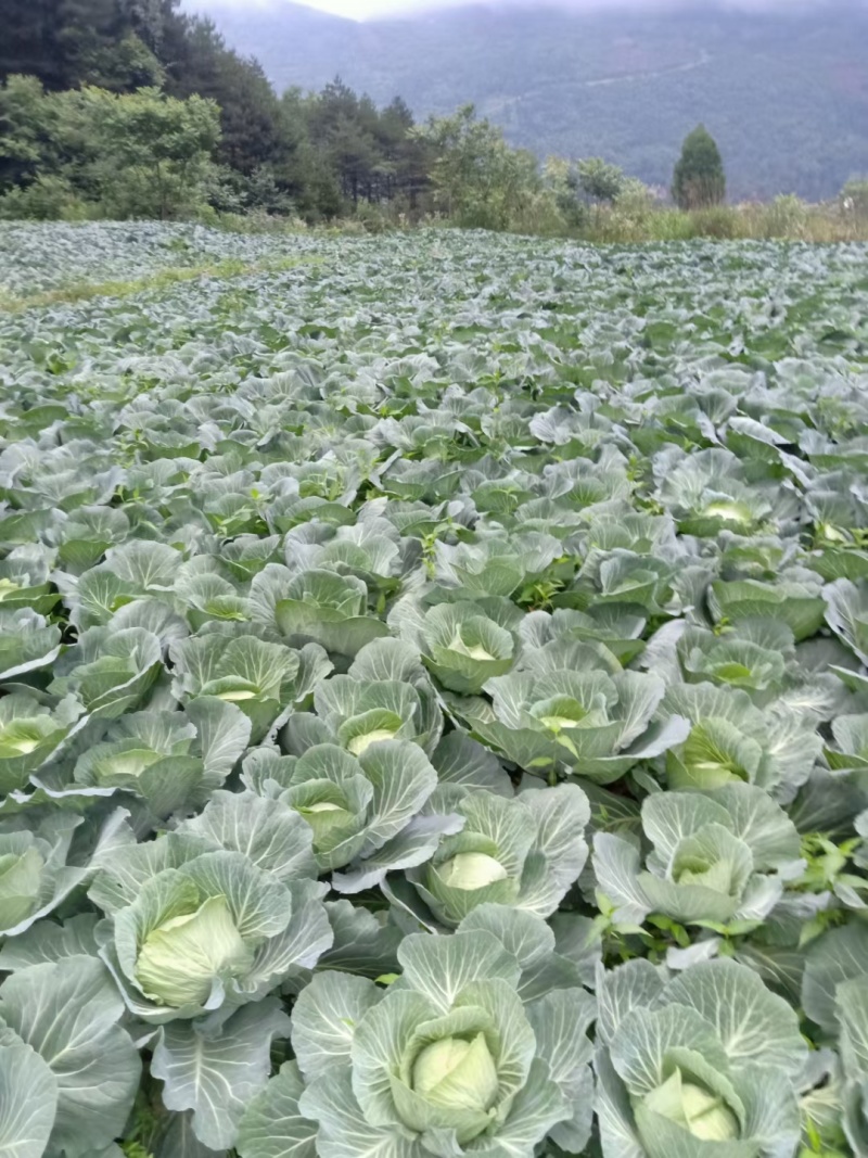 《扁包菜》湖北甘蓝，湖北扁包菜，对接商超批发商线下档口
