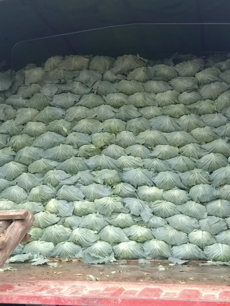 《扁包菜》湖北甘蓝，湖北扁包菜，对接商超批发商线下档口