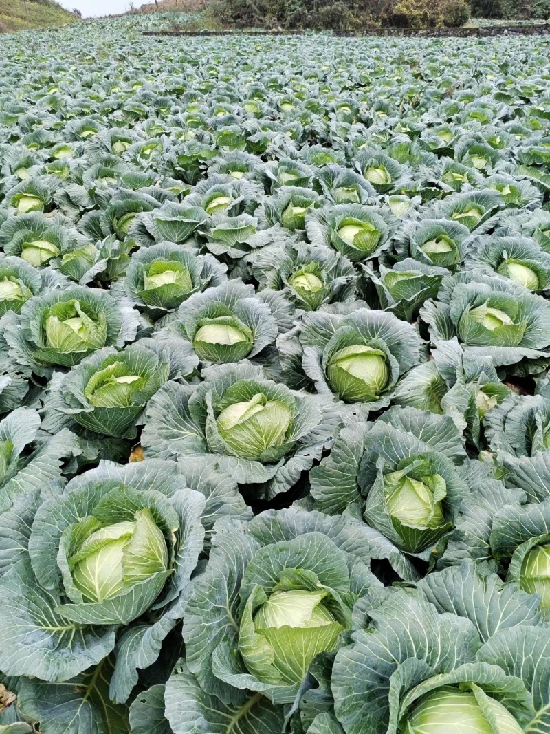 《扁包菜》湖北甘蓝，湖北扁包菜，对接商超批发商线下档口