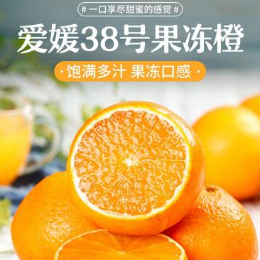 四川爱媛38果冻橙大量有现货基地直销欢迎老板致电详谈