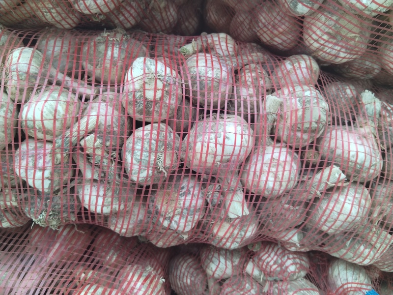 鲜蒜，净蒜大量上市，欢迎各地老板前来选购