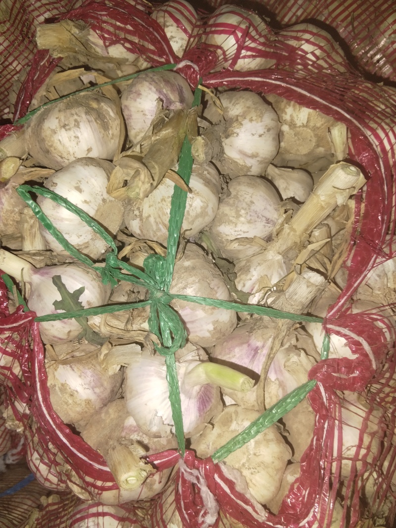 鲜蒜，净蒜大量上市，欢迎各地老板前来选购