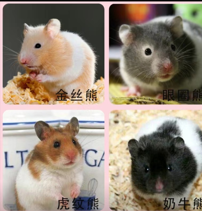 金丝熊，大量现货，精品上市，价格便宜！欢迎老板电联！