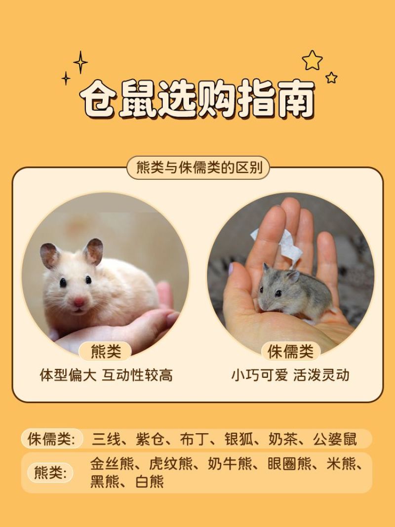 金丝熊，大量现货，精品上市，价格便宜！欢迎老板电联！
