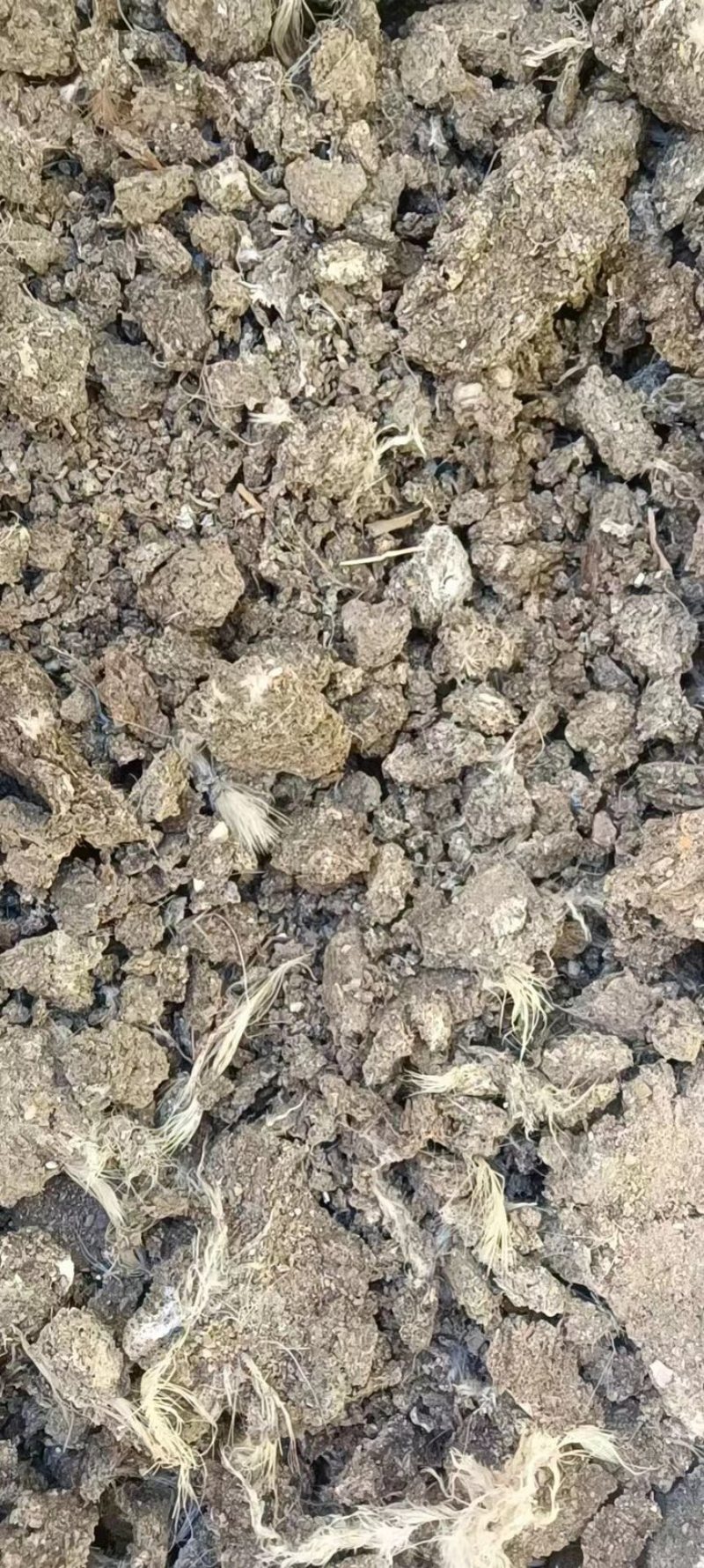 干鸡粪，干鸡粪，干鸡粪，干鸡粪，干鸡粪，干鸡粪，干鸡粪，