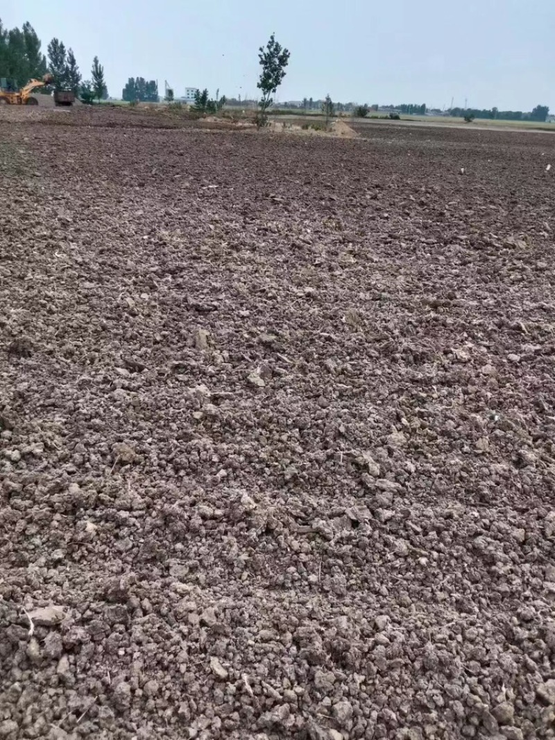 干鸡粪，干鸡粪，干鸡粪，干鸡粪，干鸡粪，干鸡粪，干鸡粪，