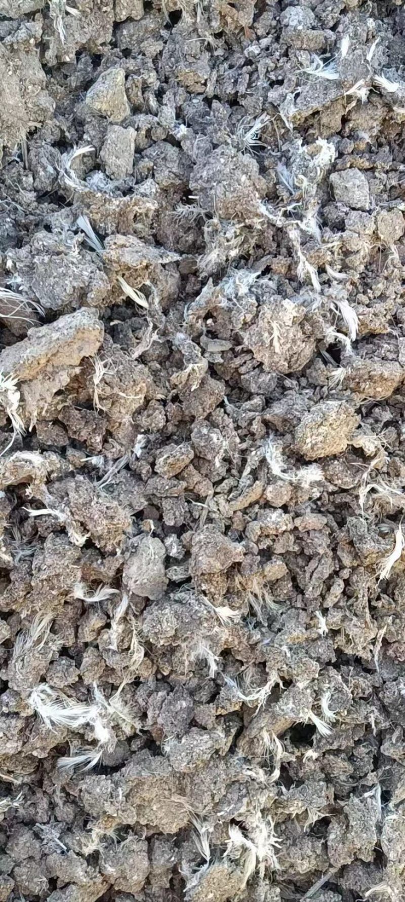 干鸡粪，干鸡粪，干鸡粪，干鸡粪，干鸡粪，干鸡粪，干鸡粪，
