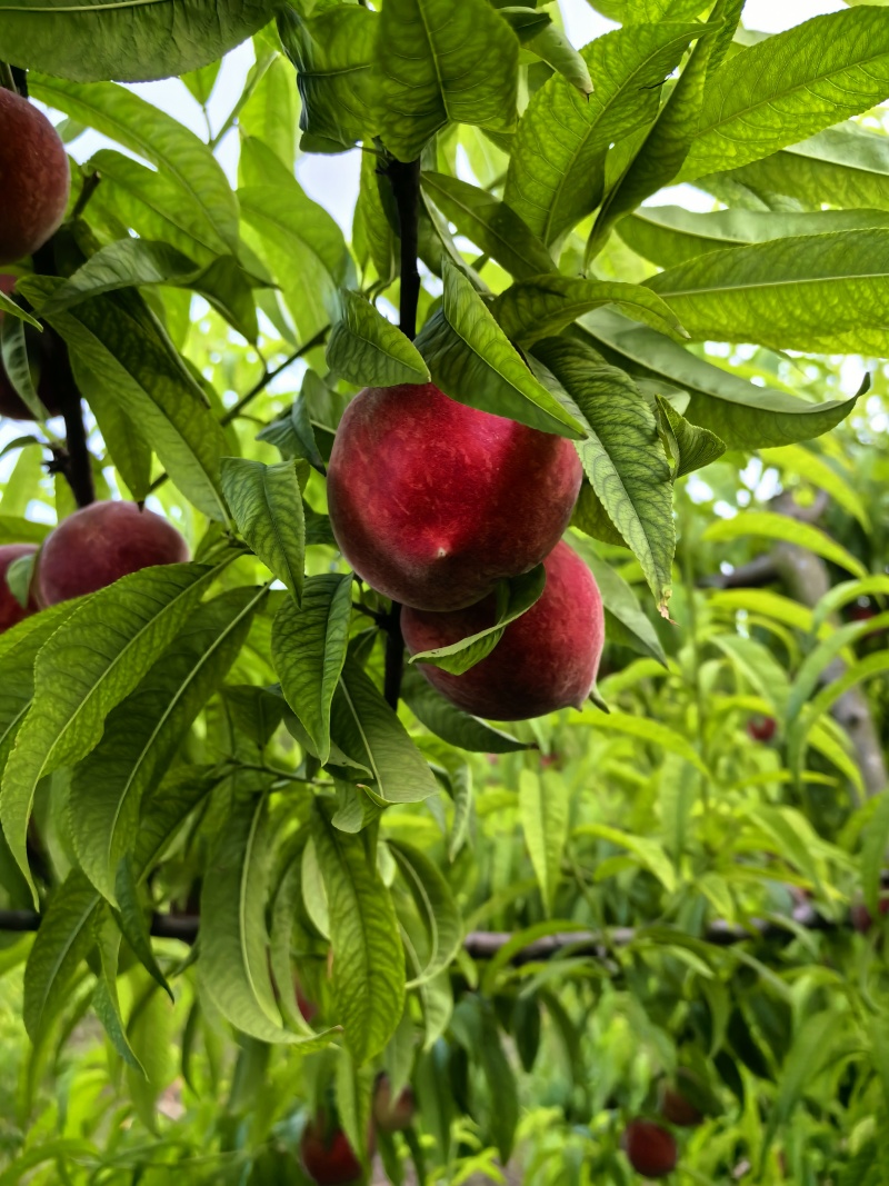 中红桃
