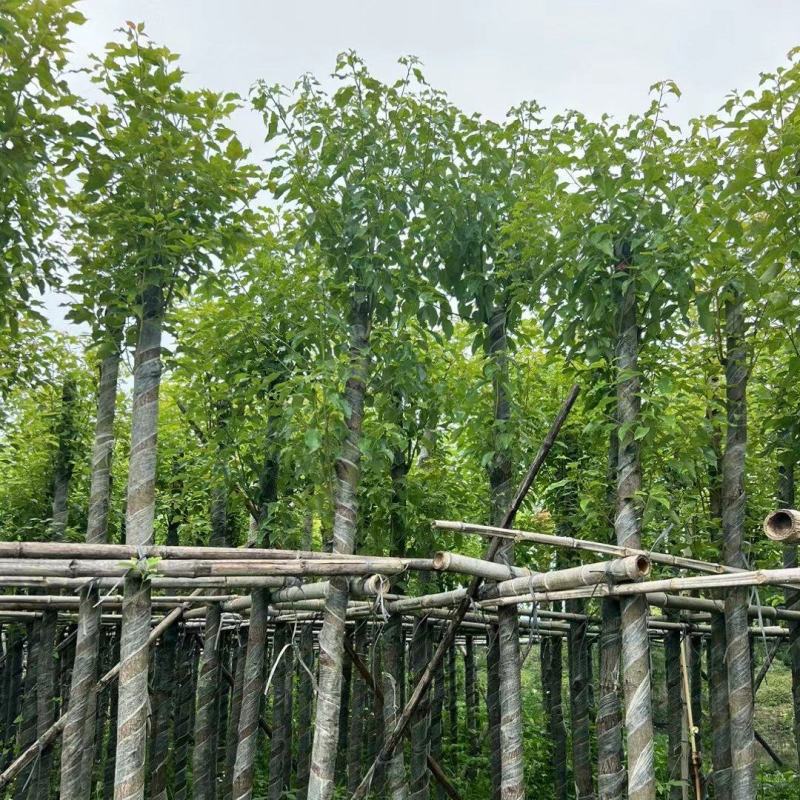 香樟3-12公分现货大量出售，基地直销。
