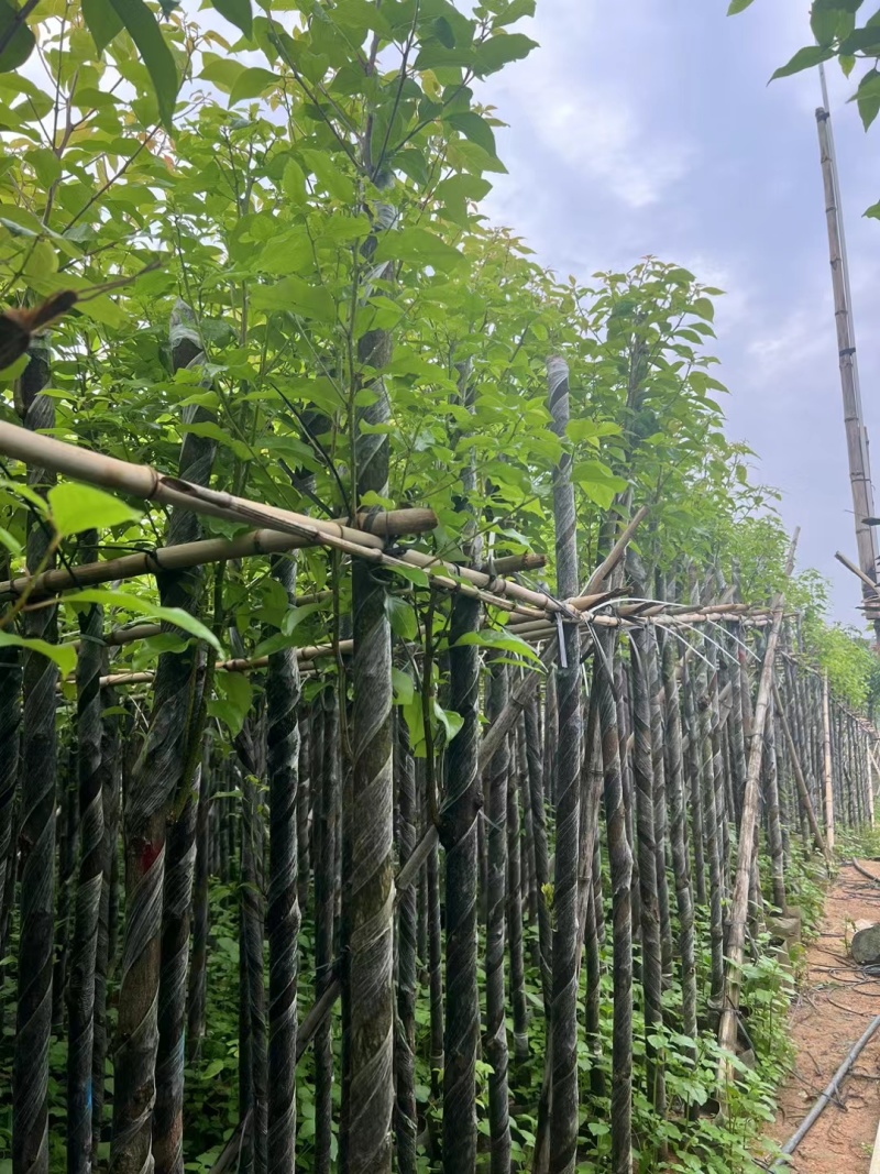 香樟3-12公分现货大量出售，基地直销。