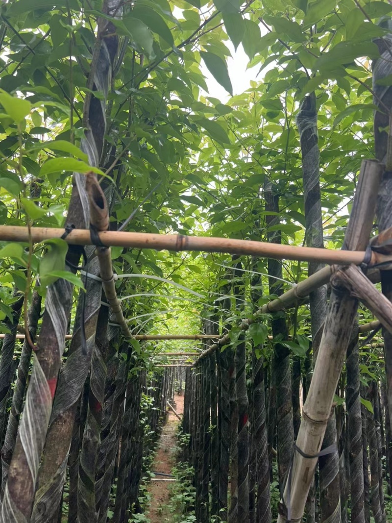香樟3-12公分现货大量出售，基地直销。
