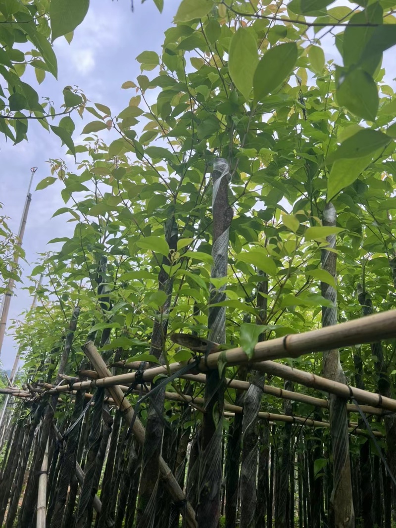 香樟3-12公分现货大量出售，基地直销。