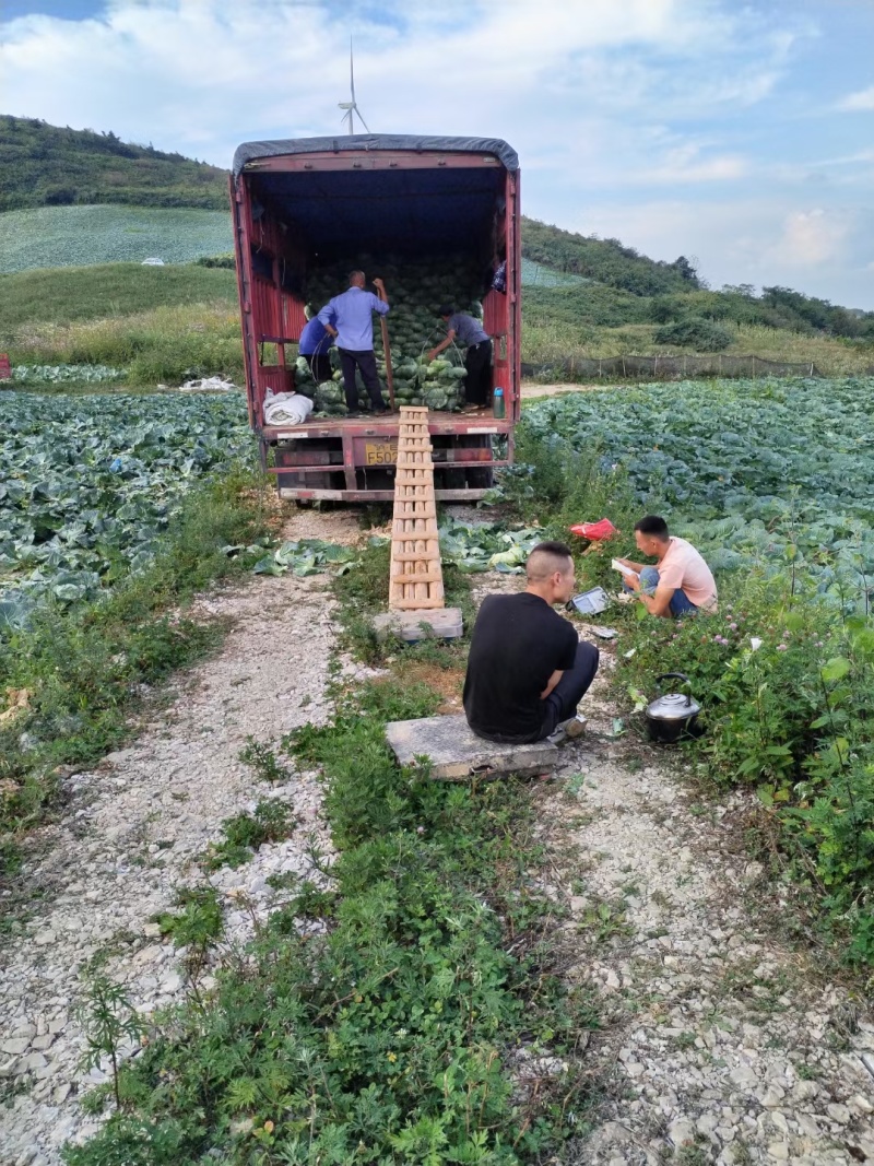 奥奇娜包菜京丰湖北圆包菜产地批发现货供应全国发货