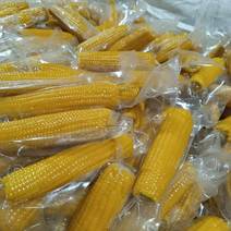 黑龙江糯玉米即食玉米保存时间长资质齐全全国接单常年有货