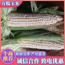 新野万糯2000大量上市，颗粒饱满，可视频看货