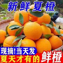 秭归夏橙当季新鲜水果橙子大量供应电商市场批发量大从优