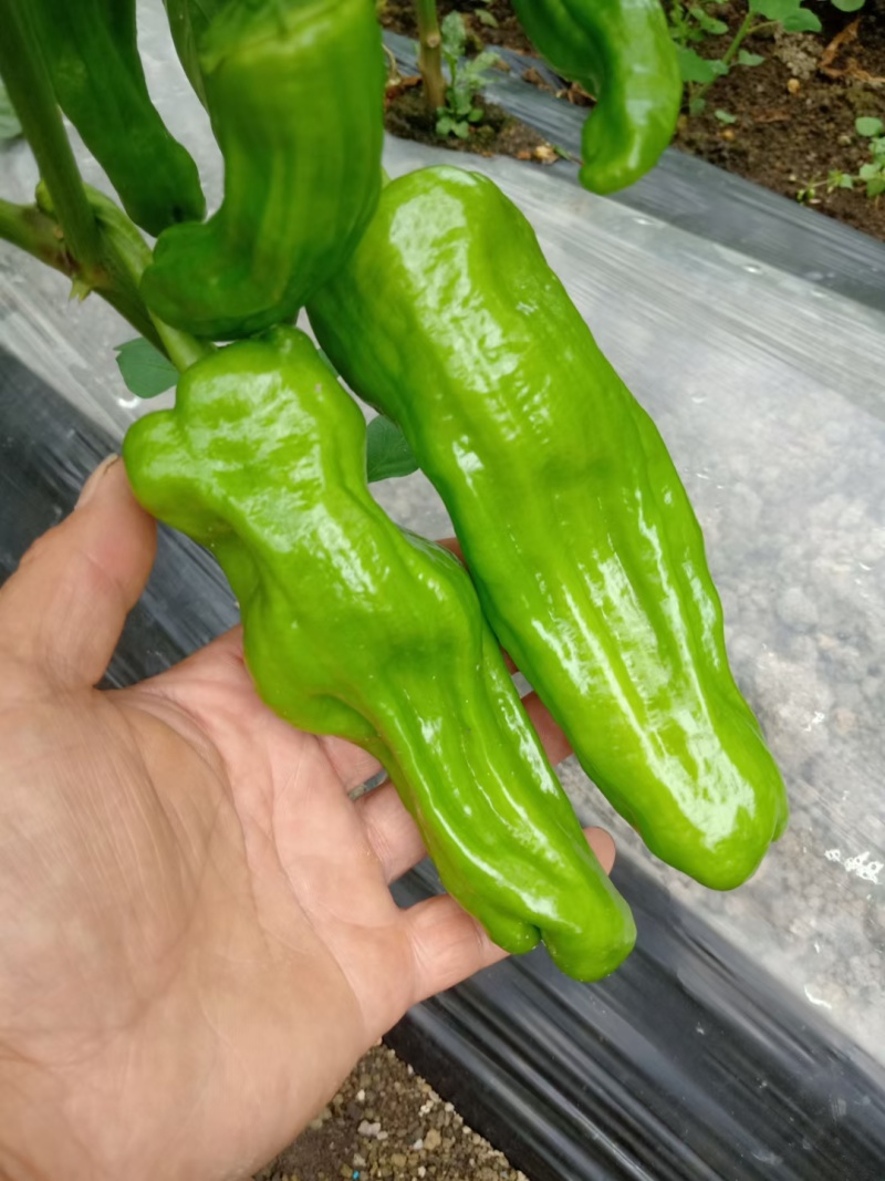 《芜湖椒》湖北鲜辣椒湖北芜湖椒现货供应中可全国代发