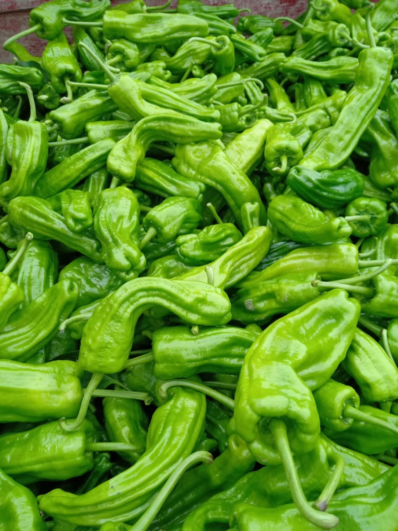 《芜湖椒》湖北鲜辣椒湖北芜湖椒现货供应中可全国代发