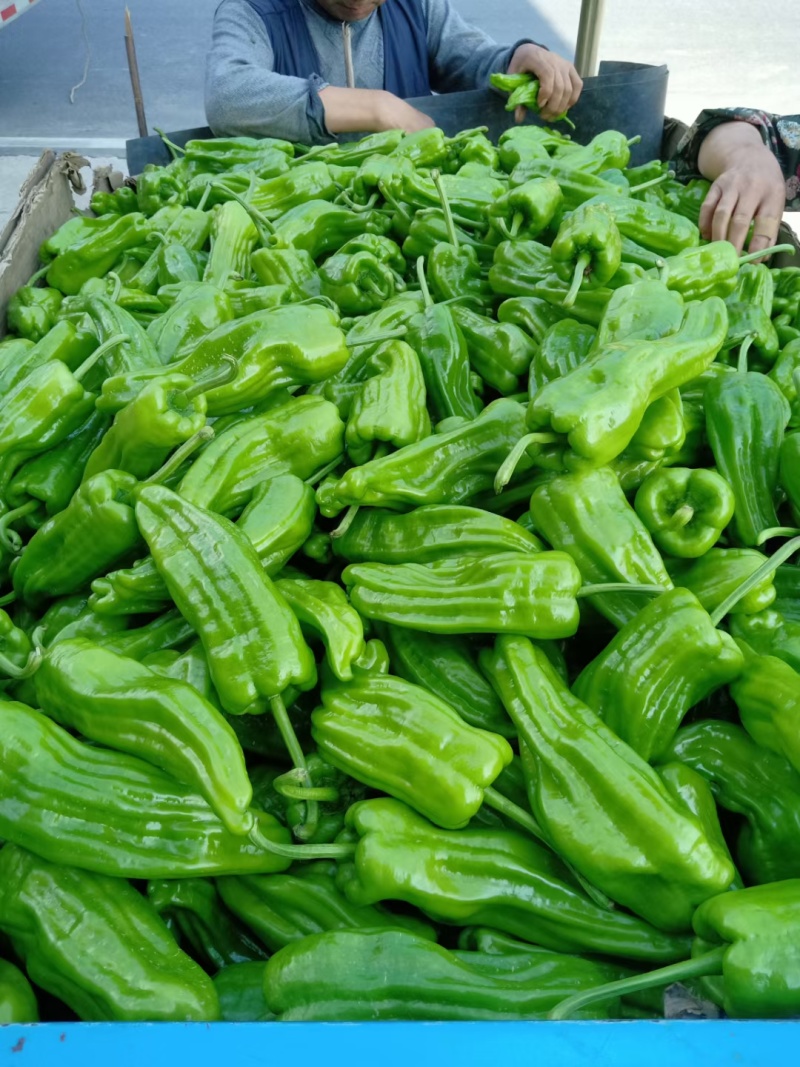 《芜湖椒》湖北鲜辣椒湖北芜湖椒现货供应中可全国代发