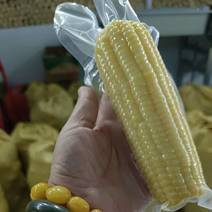 黑龙江糯玉米甜玉米白糯玉米大小个头有厂家供货可以实地考察