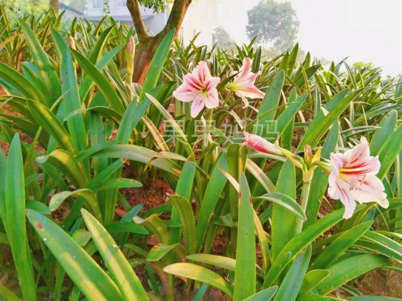 四川粉土朱顶红土朱大量批发零售