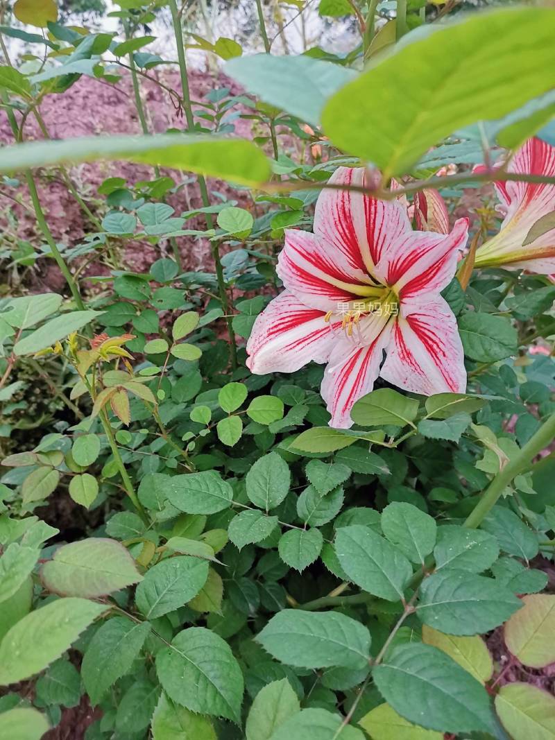 四川粉土朱顶红土朱大量批发零售