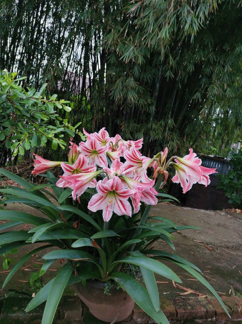 四川粉土朱顶红土朱大量批发零售