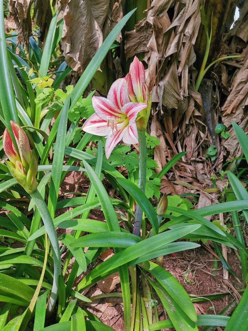 四川粉土朱顶红土朱大量批发零售