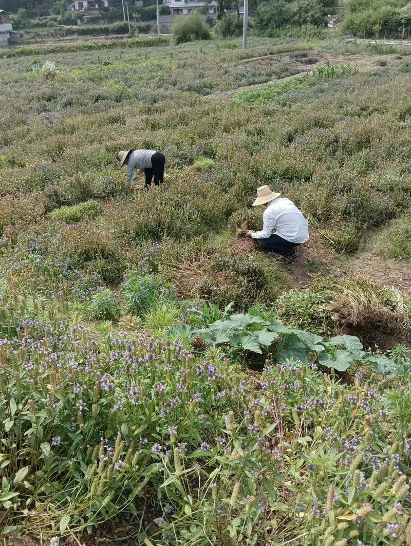 夏枯草产地直发质量保，量大从优可视频看货欢迎咨询