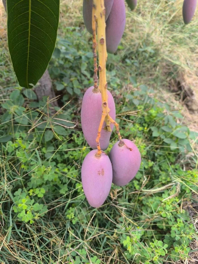 攀枝花贵妃芒果