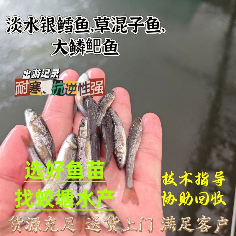 银鳕鱼苗草棍子鱼大鳞鲃鱼耐寒套养省料筛好发货