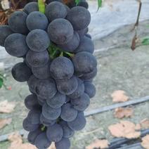 夏黑葡萄上市了！！！基地园区，无中间商！品质保证！！！