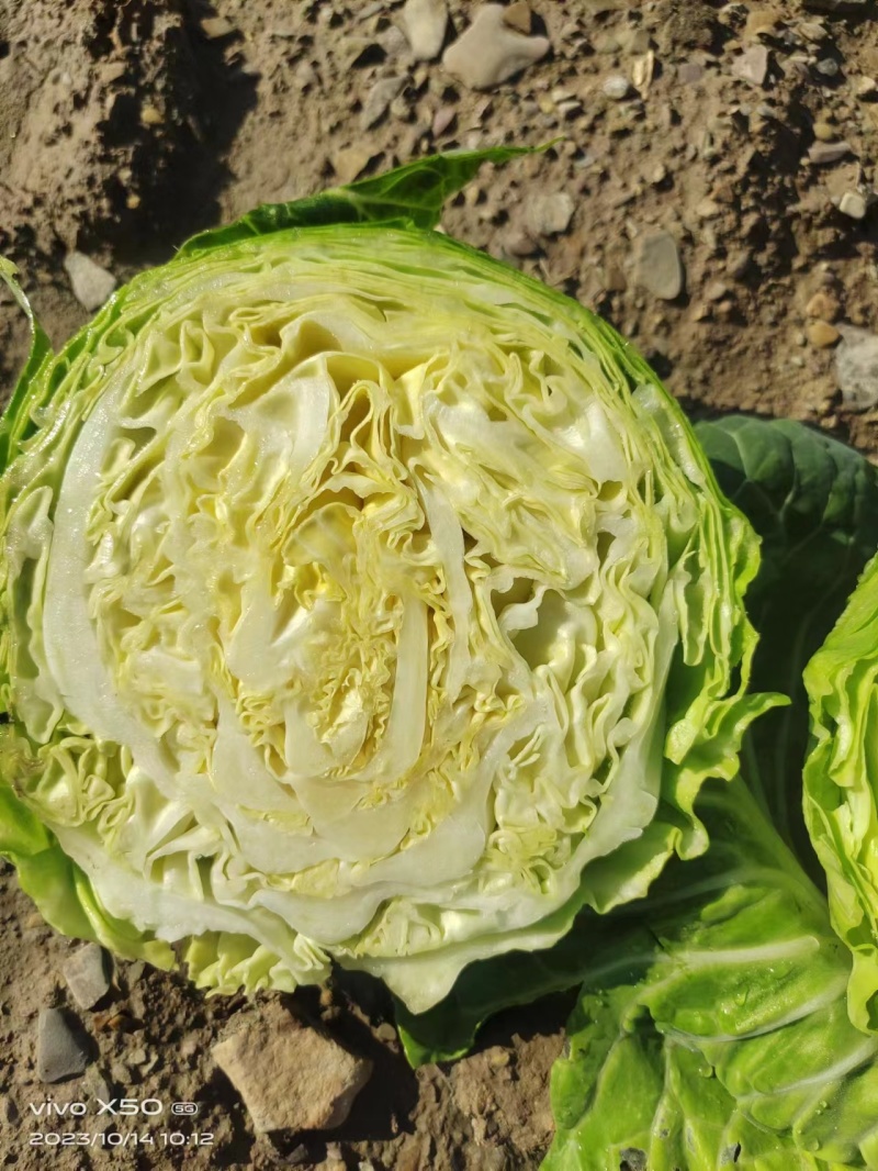 甘蓝，甘肃甘蓝，宁夏甘蓝