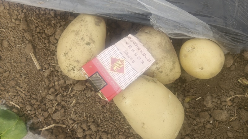 精品荷兰土豆沃土土豆一手货源直发可视频看货选货欢迎选购