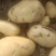 精品荷兰土豆沃土土豆一手货源直发可视频看货选货欢迎选购