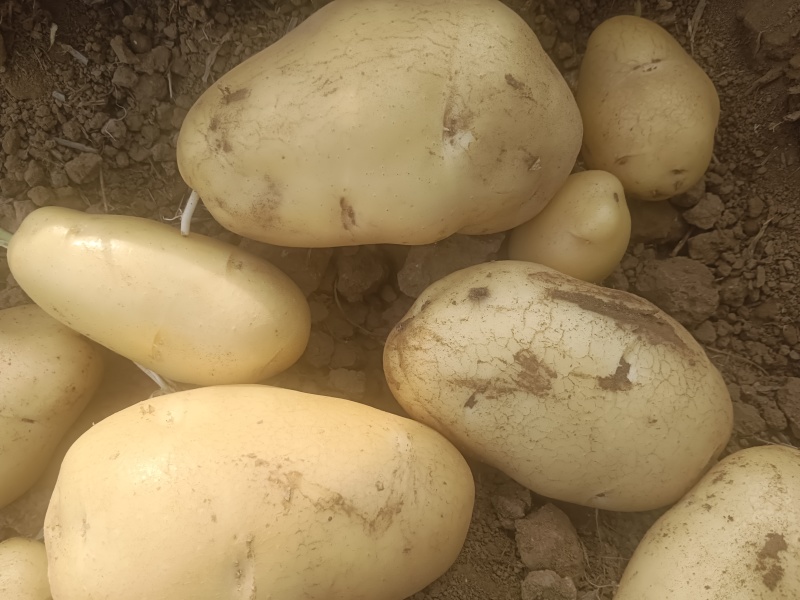 精品荷兰土豆沃土土豆一手货源直发可视频看货选货欢迎选购