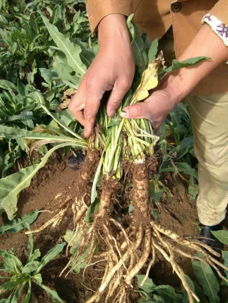 板蓝根种子苗中药材大青叶种板蓝根籽种四季种植清热解毒植物