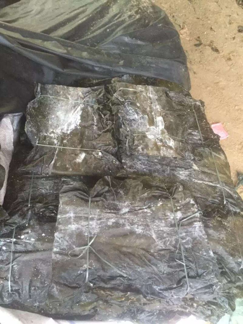 干海带短板菜二俩片三俩片一棵菜海带海带片三十公分产地直供