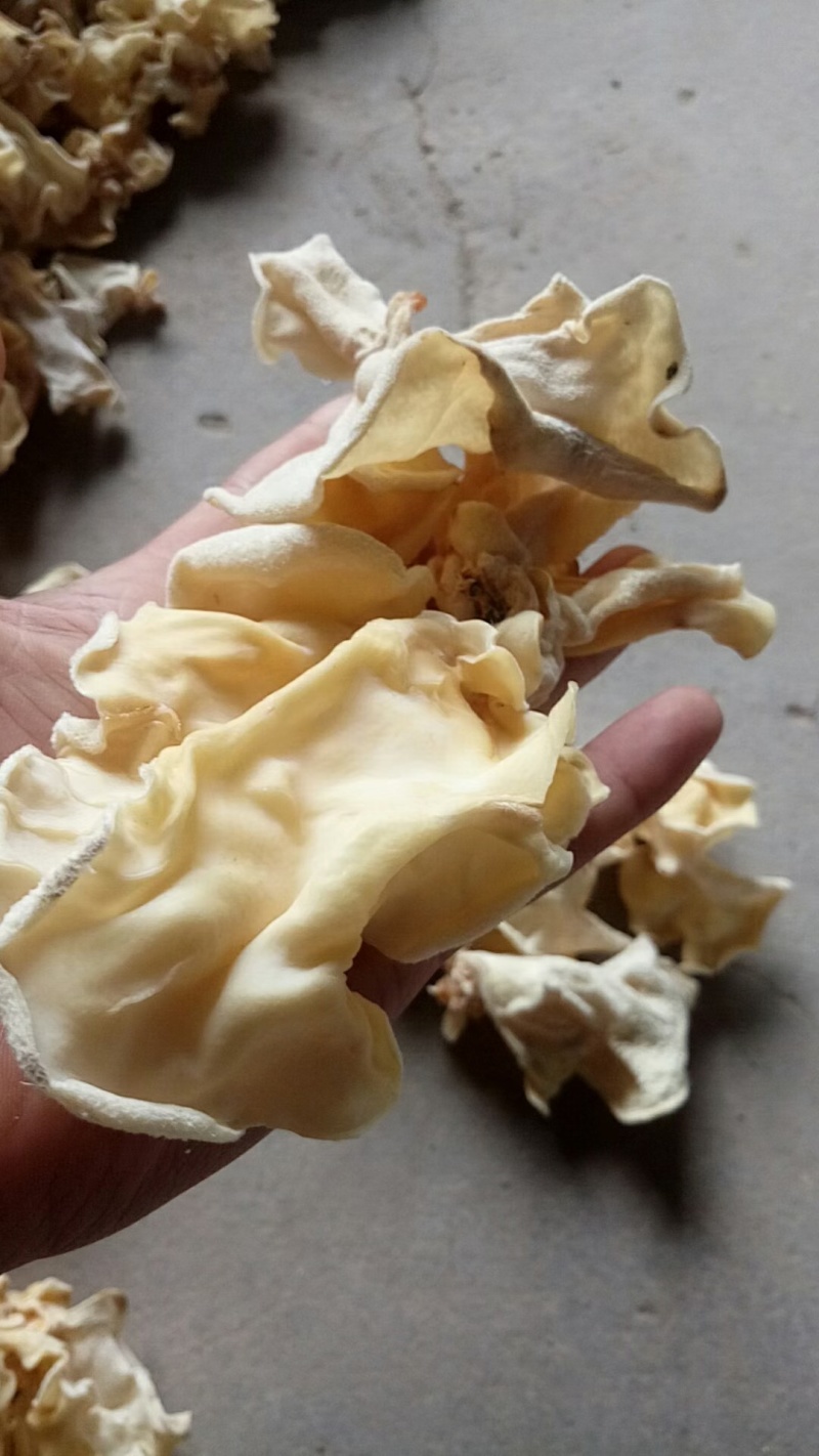 山东木耳白玉木耳工厂直发常年有货各种价格都有一手价格便宜